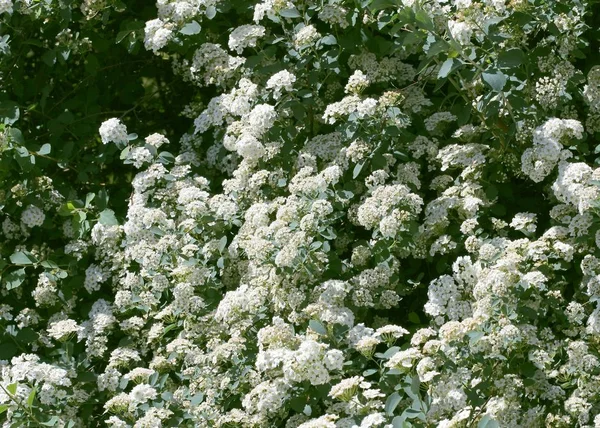Белые Цветы Карликового Куста Вблизи — стоковое фото