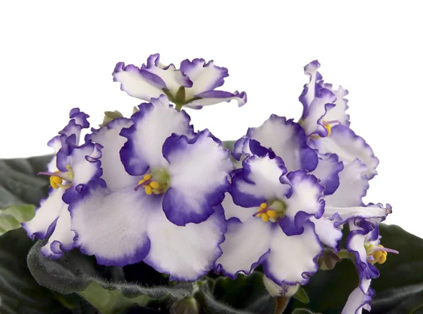 Lila Fehér Virágok Saint Paulia Cserepes Növény Közelről — Stock Fotó