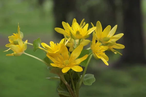 Flores Amarelas Ficaria Verna Planta Perto — Fotografia de Stock
