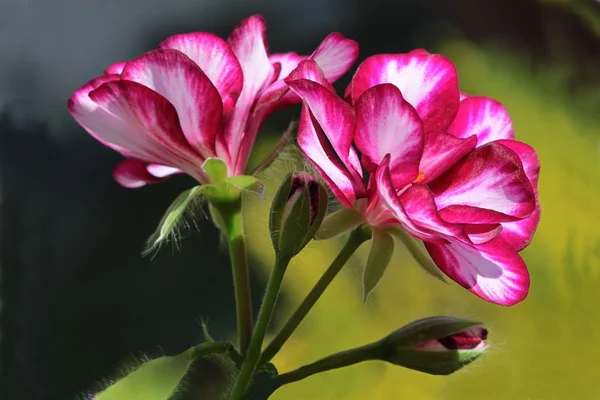 Pretty Flowers Geranium Potted Plant Close — Stock Photo, Image
