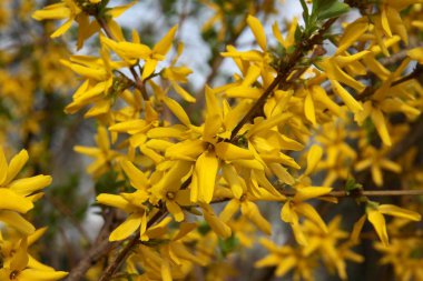 Süslü sarı çalı çiçekleri