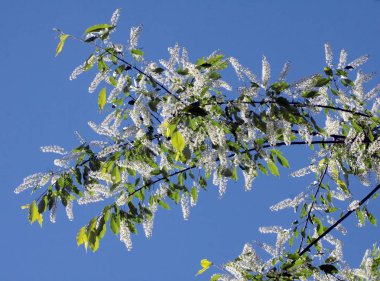  çiçek üzüm şekli ağaç