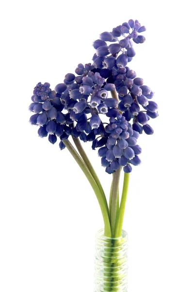 Bukett Med Lila Muscari Blommor — Stockfoto