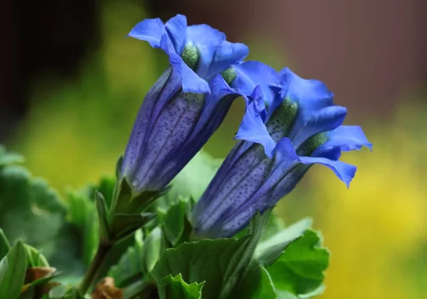 根蒂安娜阿斯克皮亚德植物的普瑞特花 — 图库照片