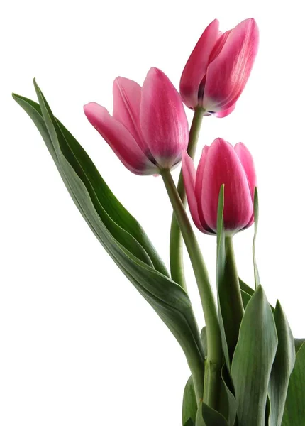 Pretty Pink Tulips Close — Stock Photo, Image