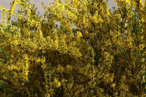Žluté Květy Forsythia Okrasného Keře — Stock fotografie