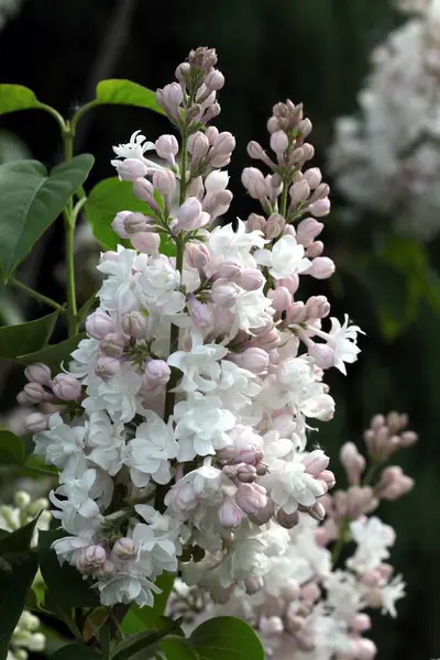 Cespuglio Lilla Con Fiori Profumati Lilla — Foto Stock