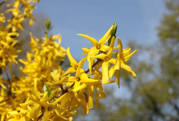 yellow flowers of forsythia ornamental bush
