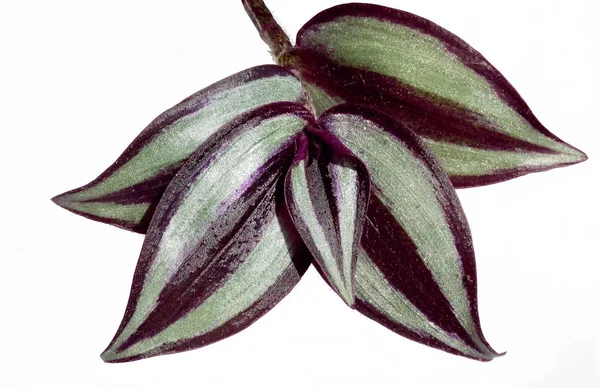 Púrpura Verde Hojas Brillantes Planta Maceta Tradescantia — Foto de Stock