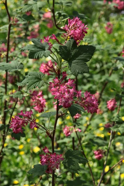 Red Flowers Mountain Currant Bush — Stock Photo, Image