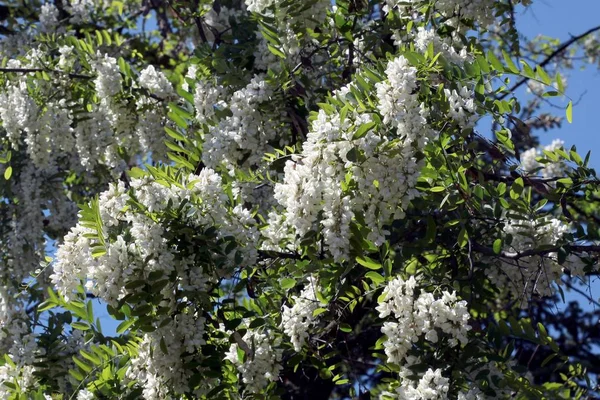 Árvore Acácia Com Flores Brancas — Fotografia de Stock