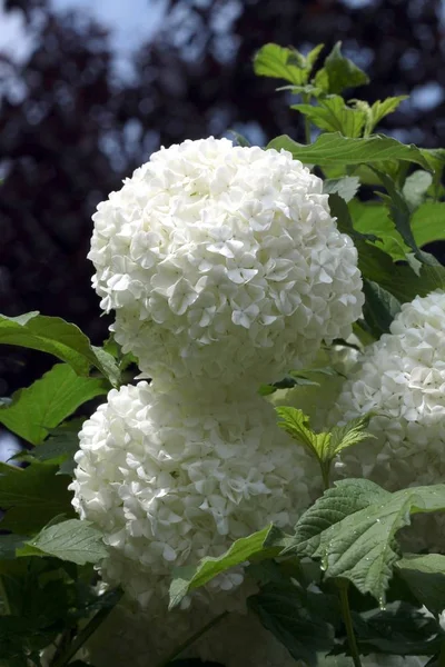 Vita Blommor Prydnadsväxter Viburnum Bush Våren — Stockfoto