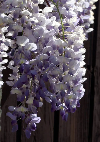 Fiori Lilla Glicine Impianto Rampicante Primavera — Foto Stock