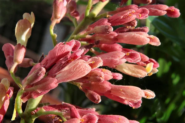 ピンクの栗の花のマクロ — ストック写真