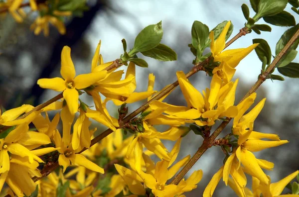 Flores Amarelas Forsythia Arbusto Primavera — Fotografia de Stock