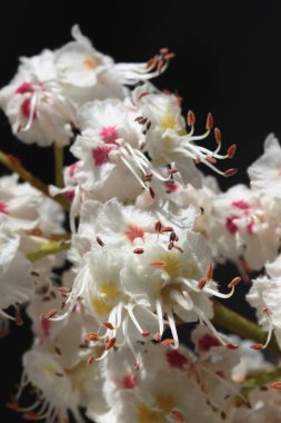 Baharda kestane ağacının beyaz çiçekleri