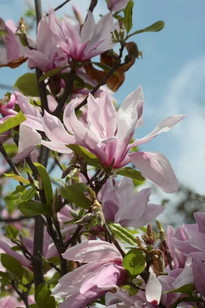 Flores Rosadas Magnolia Árbol Ornamental — Foto de Stock