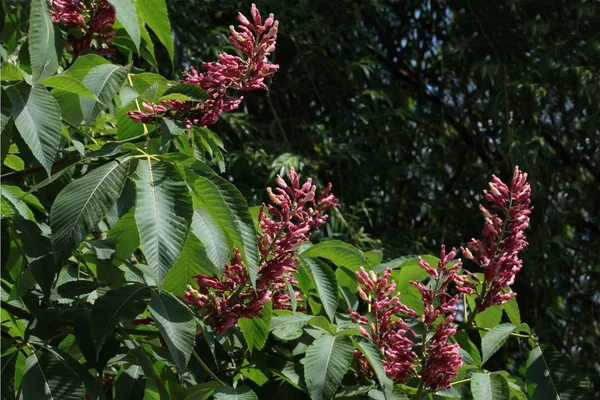 Fleurs Roses Arbre Aesculus Carnea Gros Plan — Photo