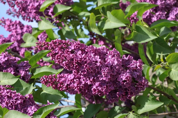 Flores Púrpuras Arbusto Lila — Foto de Stock