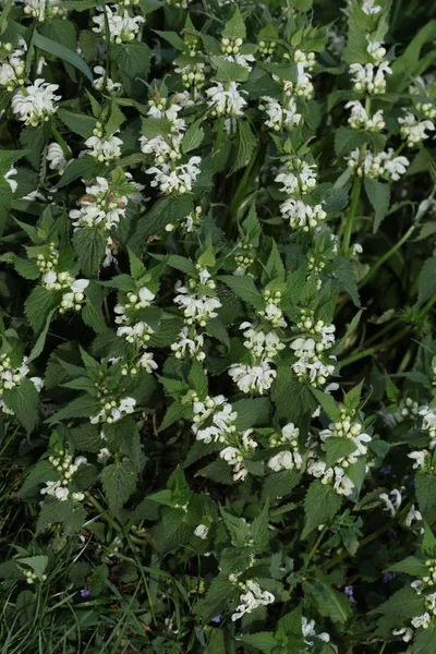 White Flowers Dead Nettle — Stock Photo, Image