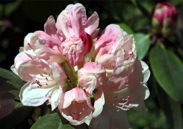 Rosa Blüte Des Rhododendronstrauches Frühling — Stockfoto