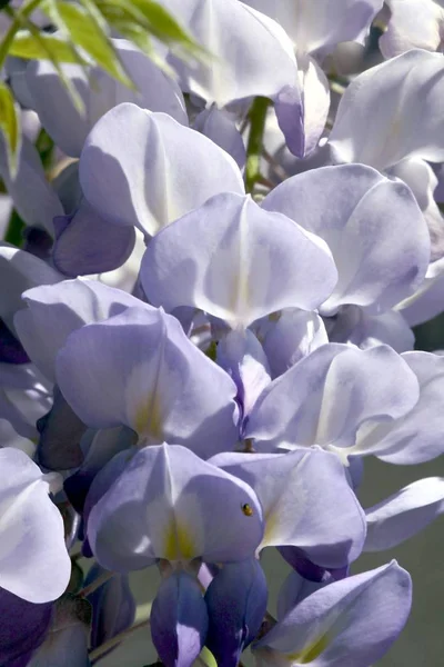 Lila Flores Glicina Planta Trepadora Primavera — Foto de Stock