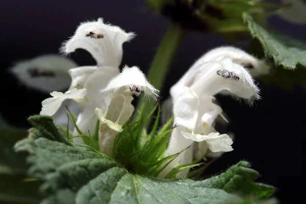 Flores Blancas Ortiga Muerta — Foto de Stock