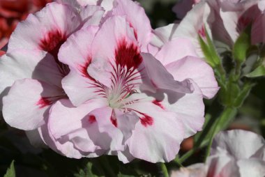 sardunya saksı bitki makro pembe çiçek