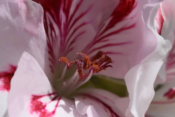 Ροζ Λουλούδι Από Γεράνι Γλάστρα Φυτό Μακρο — Φωτογραφία Αρχείου