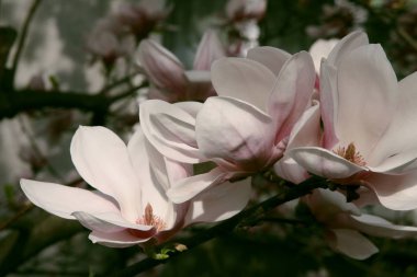 Manolya ağacının pembe çiçekleri 