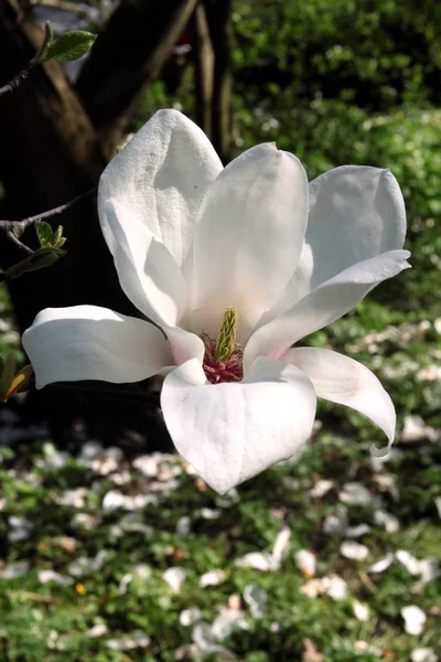 Růžové Květy Stromu Magnolia — Stock fotografie