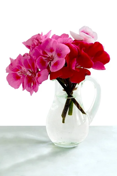 Flores Gerânio Vaso Planta — Fotografia de Stock
