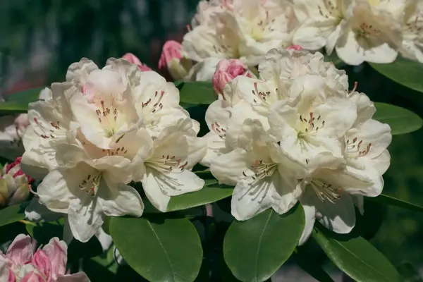 Fiore Bianco Rosa Rododendro Cespuglio — Foto Stock