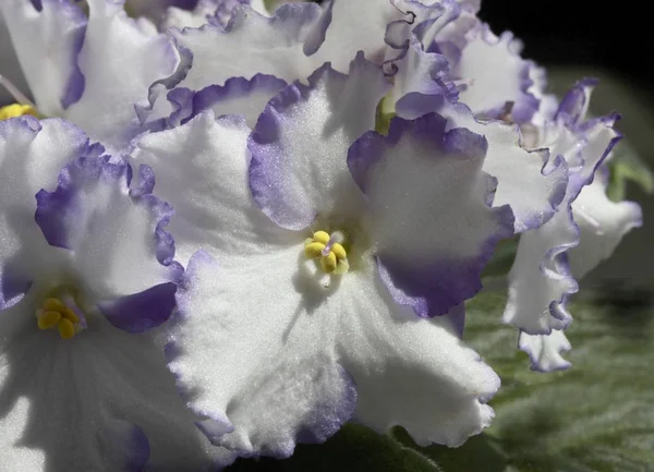 Flores Blancas Lila Saintpaulia Maceta Macro — Foto de Stock