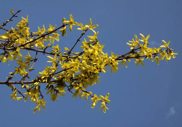 Buisson Forsythia Avec Des Fleurs Jaunes Printemps — Photo