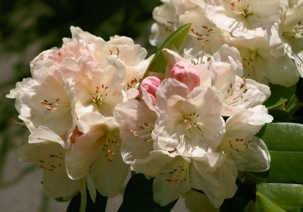 Weiße Und Rosa Blüte Des Rhododendronstrauches — Stockfoto