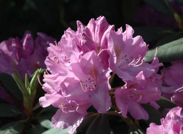 Rhododendron Yakın Mor Çiçek — Stok fotoğraf