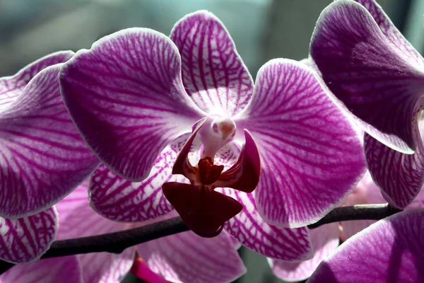 Симпатичный Орхидея Фалеанопсис Крупным Планом — стоковое фото