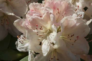 ormangülü Bush bahar, pembe çiçek