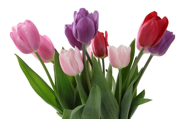 Аромат Многоцветных Тюльпанов — стоковое фото