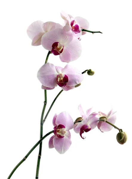 Orkide Phalaenopsis Yakın Çekim — Stok fotoğraf