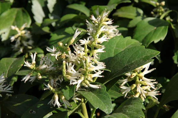 Białe Kwiaty Pachysandra Terminalis Bliska — Zdjęcie stockowe