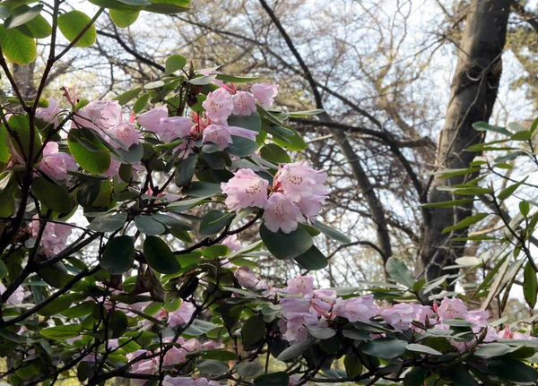 Рожеві Квіти Куща Рододендрона Навесні — стокове фото