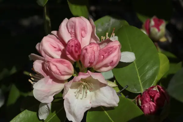 Różowe Kwiaty Różanecznik Bush Spring — Zdjęcie stockowe