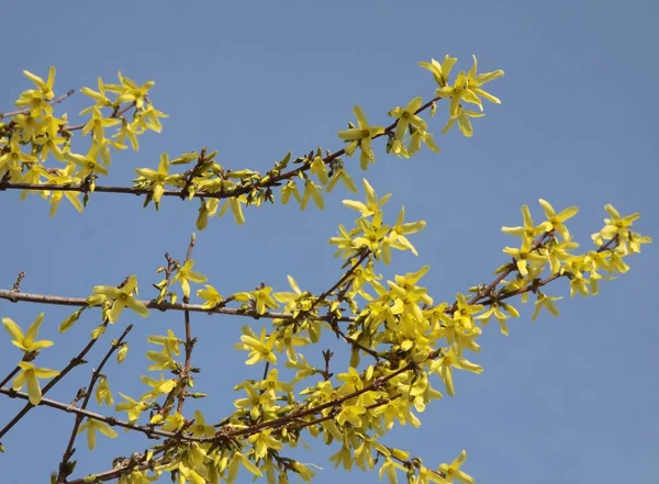 Forsythia Keř Žlutými Květy Jaře — Stock fotografie