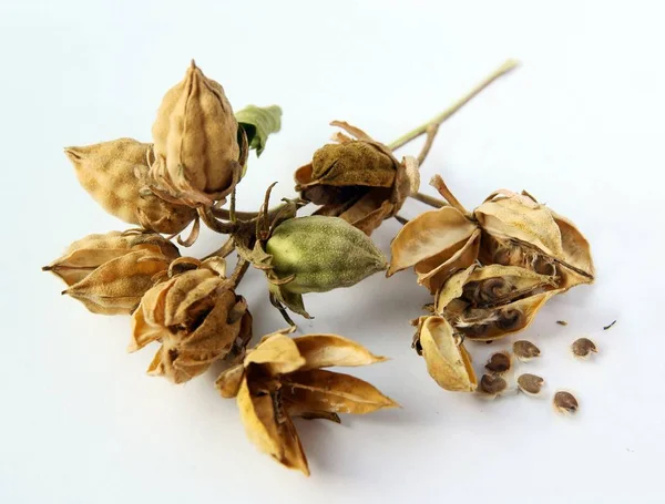 Sonbaharda Kurak Meyve Amber Çiçeği Tohumu Yakın Olur — Stok fotoğraf