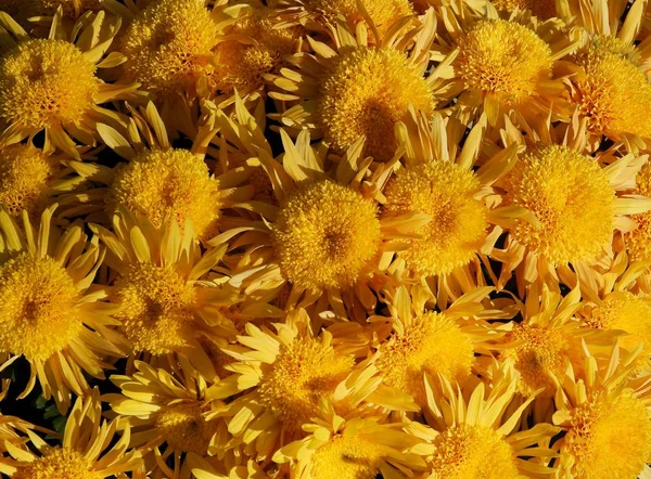 Hübsche Gelbe Chrysanthemenblüten Aus Nächster Nähe — Stockfoto