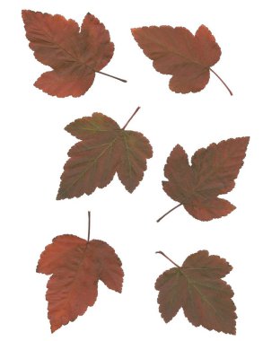 sarı, kırmızı, kahverengi, yeşil yapraklar çeşitli ağaçlardan ve çalılardan soyutlanmış