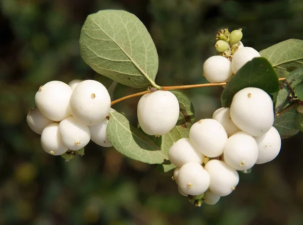 White Berries Snowberry Bush Autumn — ストック写真
