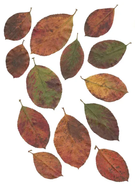 Yellow Red Brown Green Leaves Various Trees Bush Isolated — Stock Photo, Image